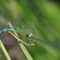 Mond-Azurjungfer (Coenagrion lunulatum)